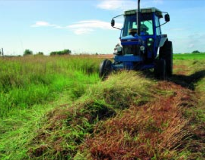 Even marginal lands can produce value when community leaders, conservation officials, and technical experts work together to develop bio-mass crops, such as switchgrass, that also prevent erosion and protect wildlife habitats.