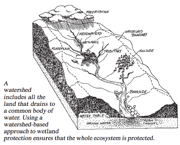 A watershed includes all the land that drains to a common body of water